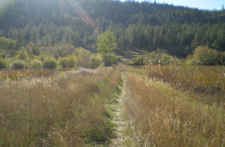 Path leading west out of the marsh to the KVR rail bed, Kettle Valley Railway Okanagan Falls to Vaseux Lake, 2010-10.